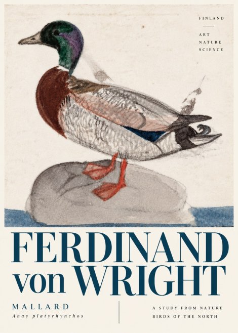 Ferdinand von Wright Mallard No6 - Póster