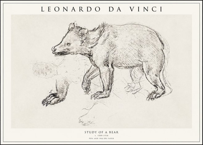 Leonardo da Vinci Study of a Bear No1 - Póster