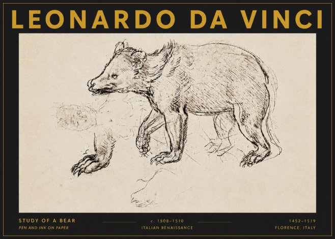 Leonardo da Vinci Study of a Bear No5 - Póster