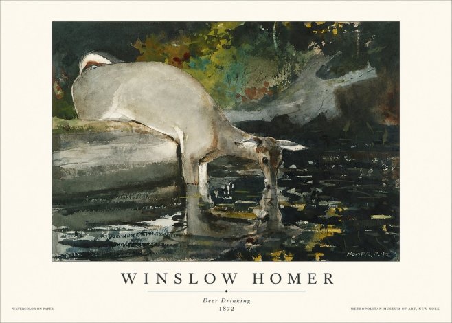 Winslow Homer Deer Drinking No1 - Póster