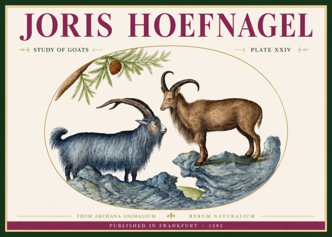 Joris Hoefnagel Two Mountain Goats from the Series Quadrupeds No4 - Póster