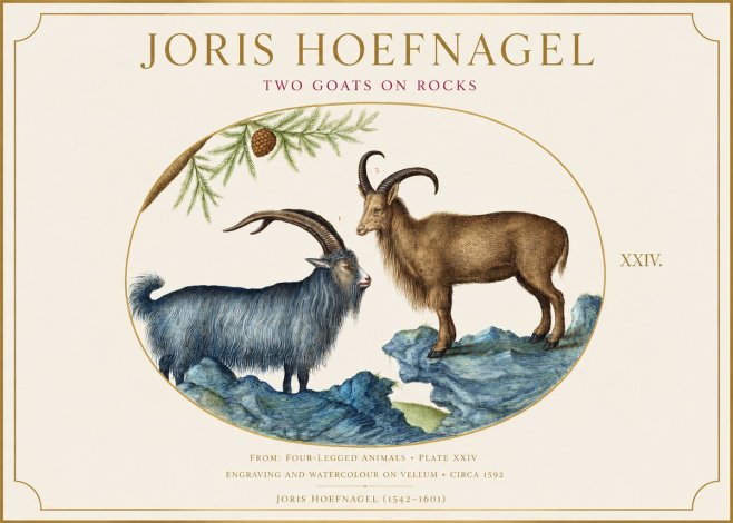 Joris Hoefnagel Two Mountain Goats from the Series Quadrupeds No6 - Póster