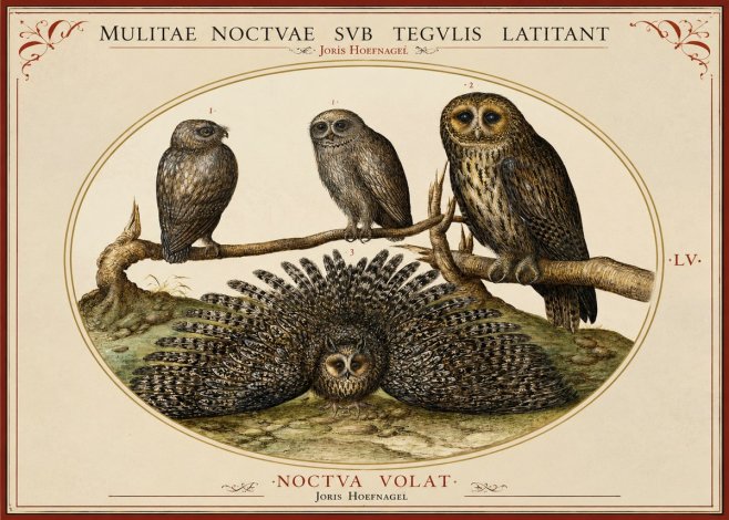 Joris Hoefnagel Noctva Volat No2 - Póster