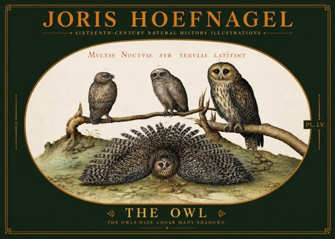 Joris Hoefnagel Noctva Volat No6 - Póster
