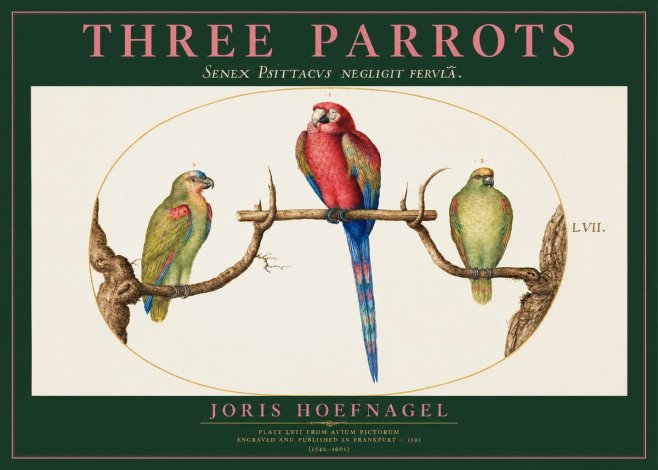 Joris Hoefnagel Three Parrots No2 - Póster