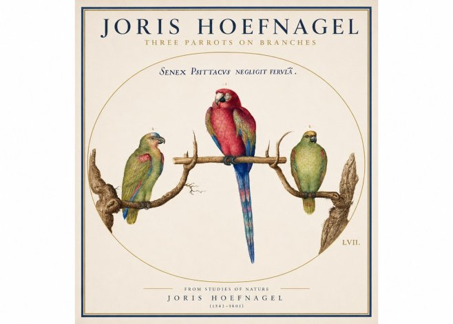Joris Hoefnagel Three Parrots No3 - Póster