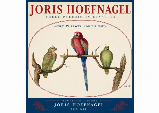 Joris Hoefnagel Three Parrots No4 - Póster