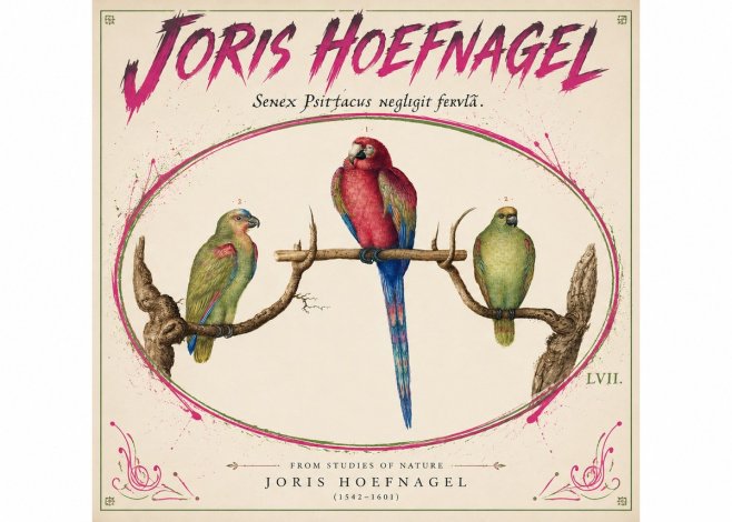 Joris Hoefnagel Three Parrots No5 - Póster