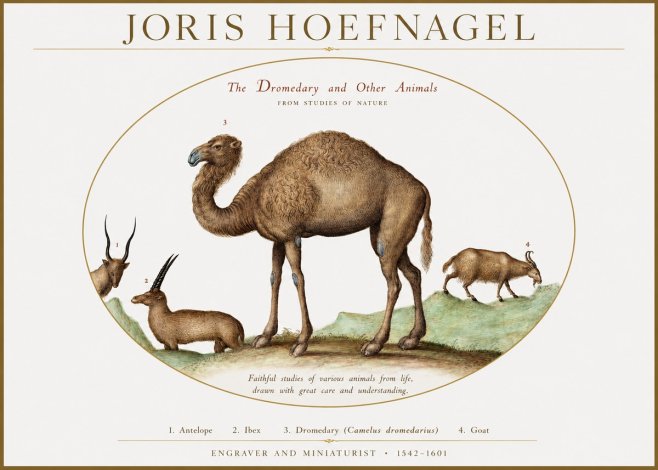 Joris Hoefnagel The Dromedary and Other Animals from Studies of Nature No1 - Póster