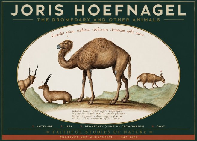 Joris Hoefnagel The Dromedary and Other Animals from Studies of Nature No2 - Póster