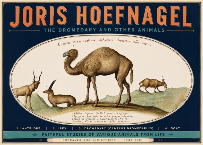 Joris Hoefnagel The Dromedary and Other Animals from Studies of Nature No6 - Póster