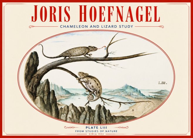 Joris Hoefnagel Chameleon and Lizard No4 - Póster
