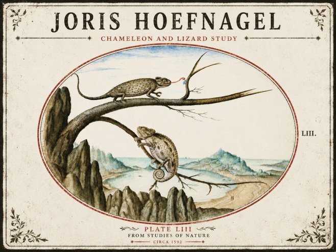 Joris Hoefnagel Chameleon and Lizard No5 - Póster