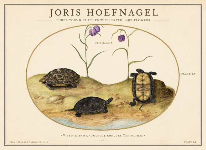 Joris Hoefnagel Three Young Turtles with Fritillary Flowers No1 - Póster