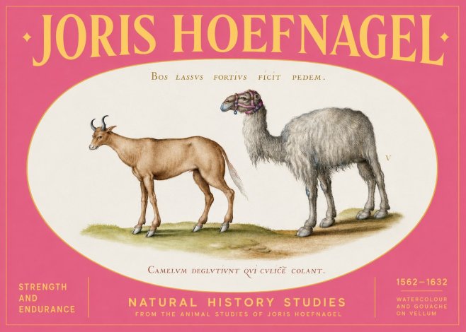 Joris Hoefnagel A Study of Strength and Endurance No2 - Póster