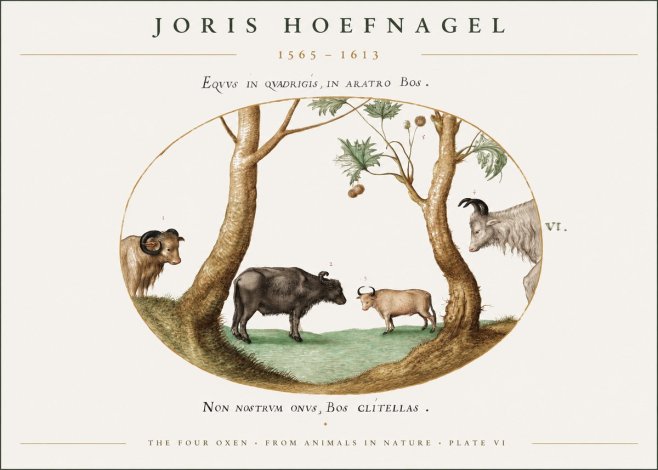 Joris Hoefnagel The Four Oxen No1 - Póster