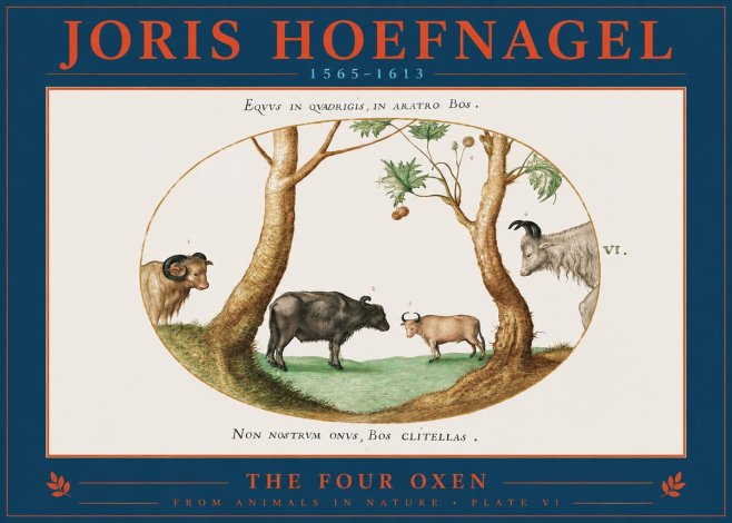 Joris Hoefnagel The Four Oxen No2 - Póster