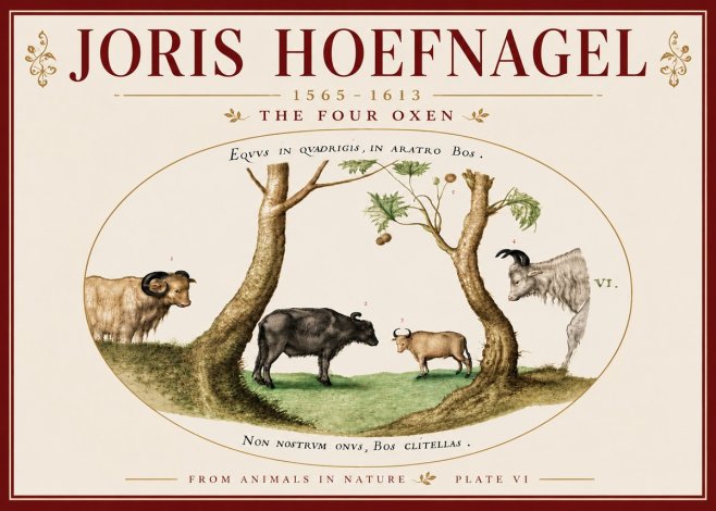 Joris Hoefnagel The Four Oxen No6 - Póster
