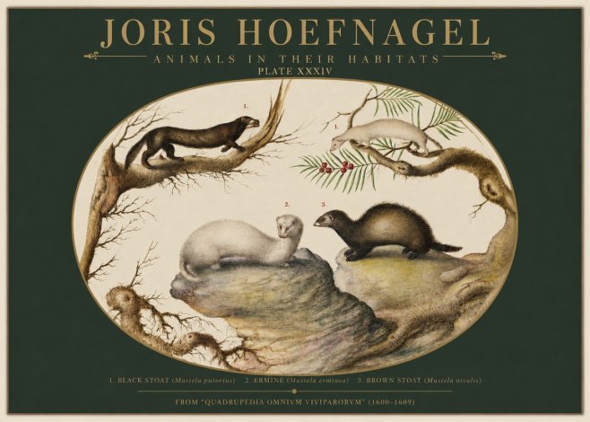 Joris Hoefnagel Animals in Their Habitats Plate Xxxiv No2 - Póster