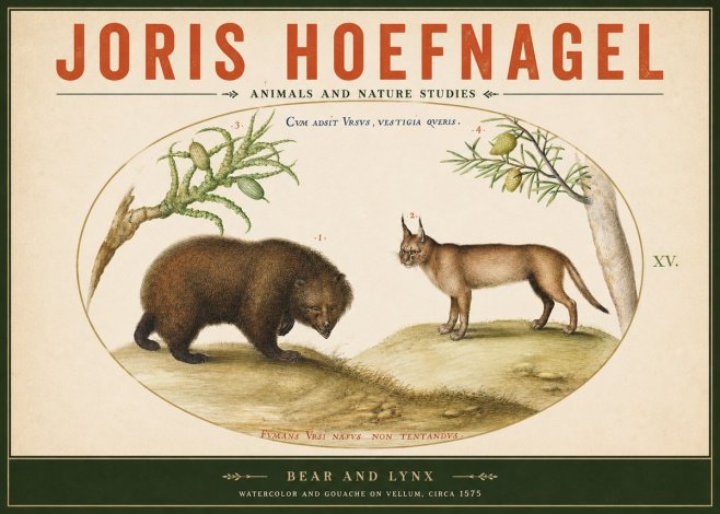 Joris Hoefnagel Bear and Lynx No2 - Póster