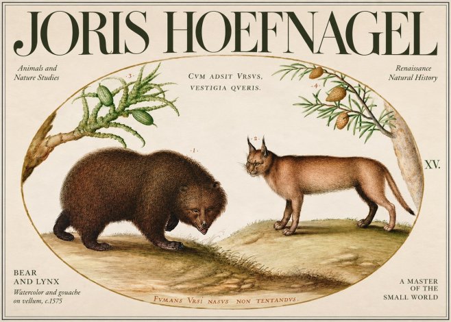 Joris Hoefnagel Bear and Lynx No3 - Póster