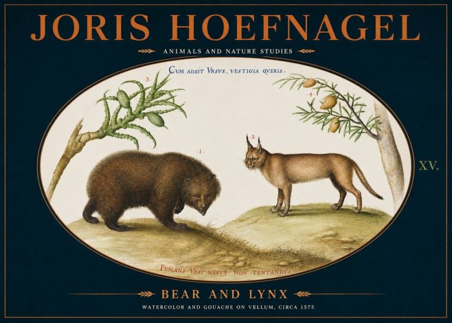 Joris Hoefnagel Bear and Lynx No4 - Póster