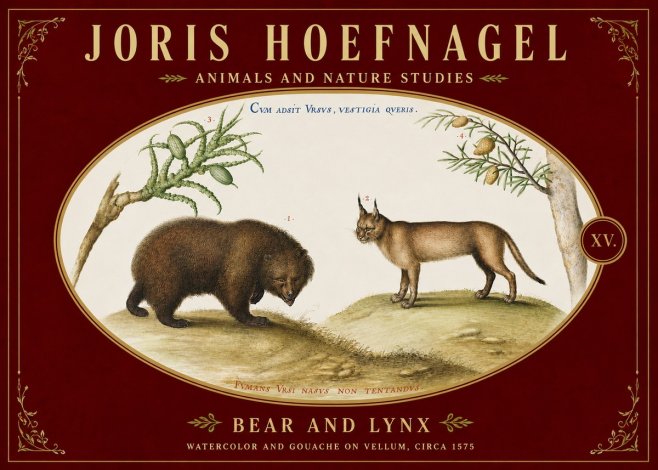 Joris Hoefnagel Bear and Lynx No5 - Póster