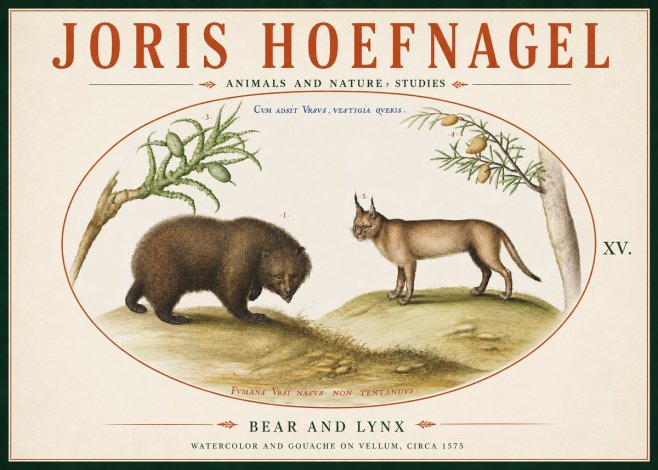 Joris Hoefnagel Bear and Lynx No6 - Póster