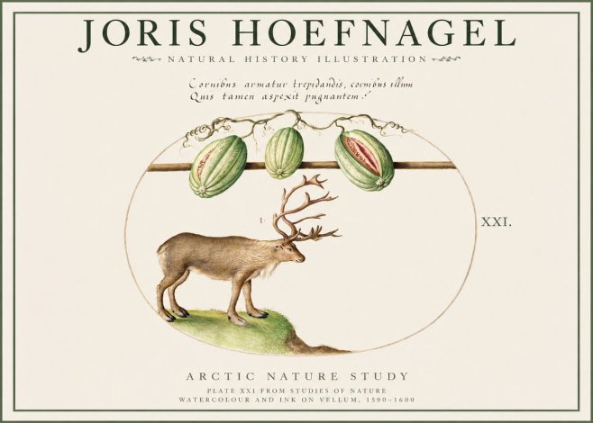 Joris Hoefnagel Arctic Nature Study No1 - Póster