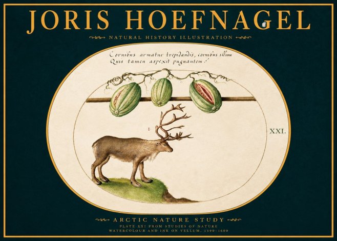 Joris Hoefnagel Arctic Nature Study No2 - Póster