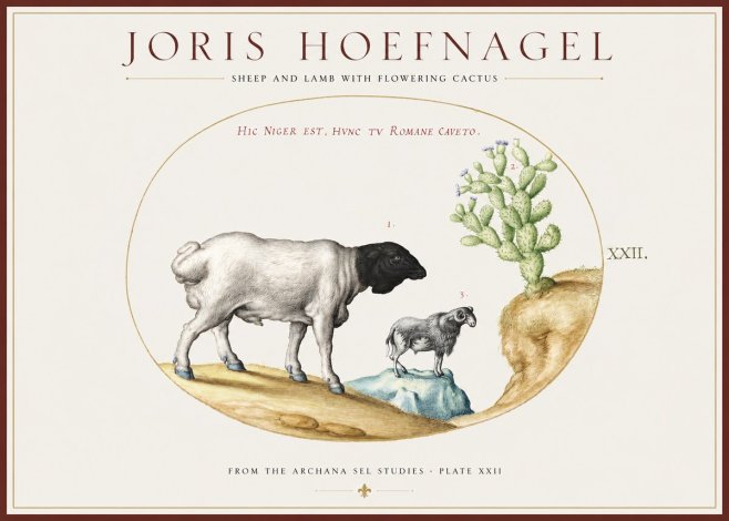 Joris Hoefnagel Sheep and Lamb with Flowering Cactus No1 - Póster