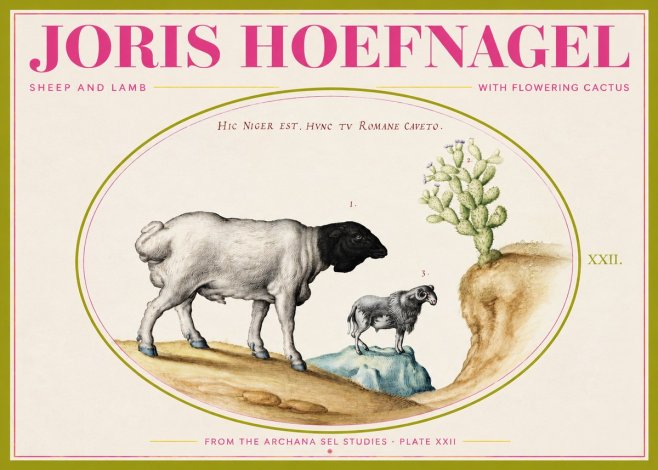 Joris Hoefnagel Sheep and Lamb with Flowering Cactus No2 - Póster