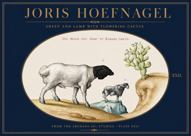 Joris Hoefnagel Sheep and Lamb with Flowering Cactus No3 - Póster