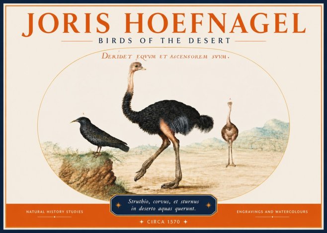 Joris Hoefnagel Birds of the Desert No3 - Póster
