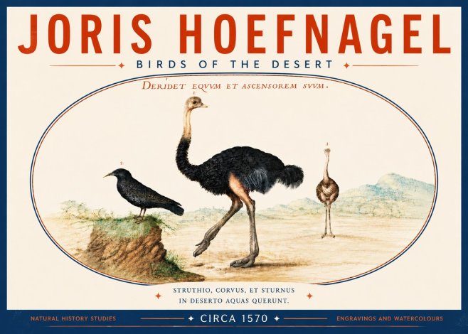 Joris Hoefnagel Birds of the Desert No6 - Póster