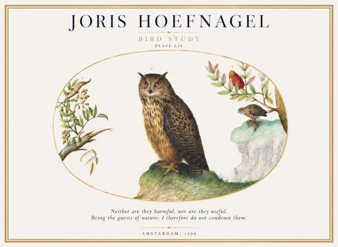 Joris Hoefnagel Bird Study Plate Liv No1 - Póster