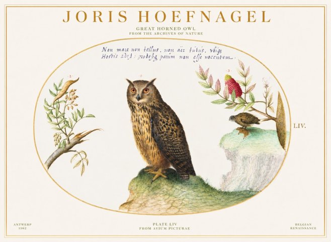 Joris Hoefnagel Bird Study Plate Liv No6 - Póster