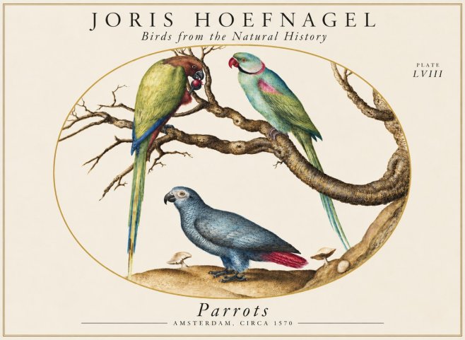 Joris Hoefnagel Parrots from the Naturalis Historia No2 - Póster
