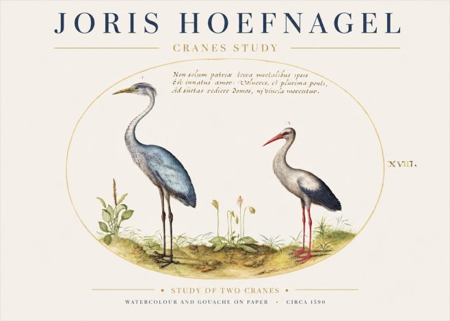 Joris Hoefnagel Study of Two Cranes No1 - Póster