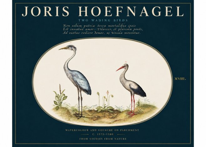 Joris Hoefnagel Study of Two Cranes No4 - Póster