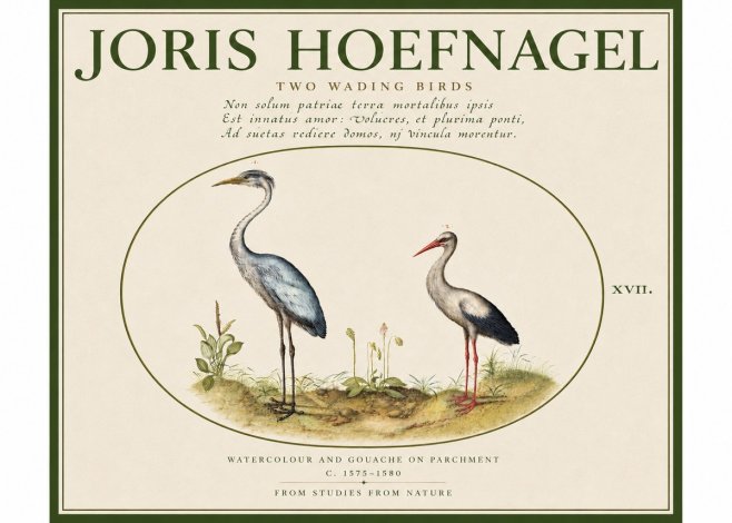 Joris Hoefnagel Study of Two Cranes No5 - Póster