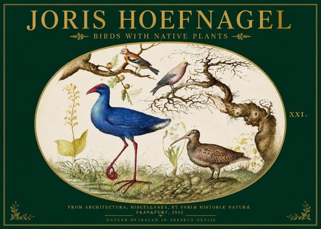 Joris Hoefnagel Birds with Native Plants No3 - Póster