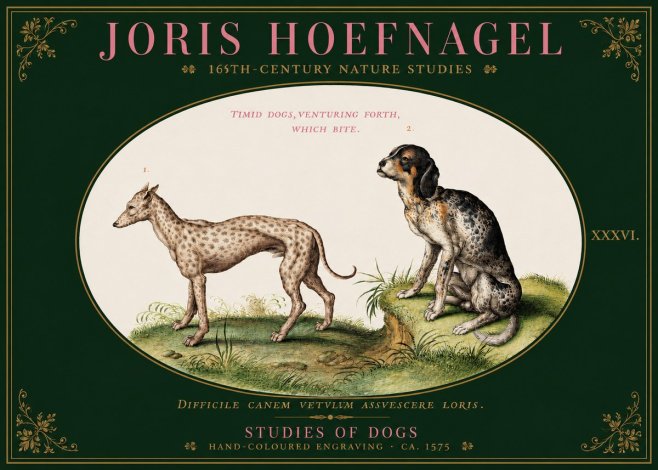Joris Hoefnagel Studies of Dogs No3 - Póster