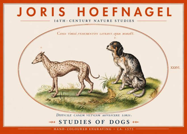 Joris Hoefnagel Studies of Dogs No4 - Póster