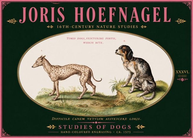 Joris Hoefnagel Studies of Dogs No6 - Póster