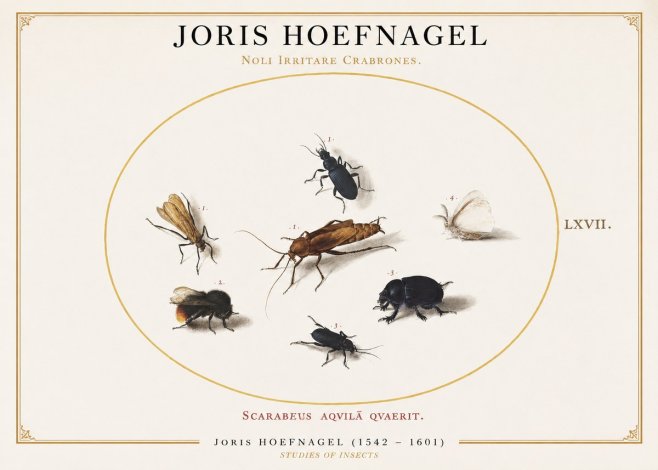 Joris Hoefnagel Scarabeus Aqvilä Qvaerit. No1 - Póster