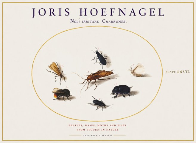 Joris Hoefnagel Scarabeus Aqvilä Qvaerit. No2 - Póster