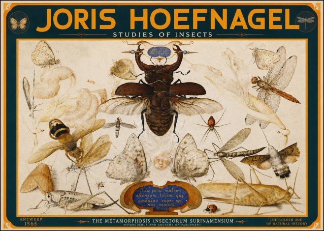 Joris Hoefnagel Studies of Insects I No2 - Póster