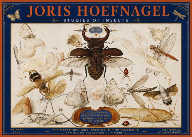 Joris Hoefnagel Studies of Insects I No4 - Póster