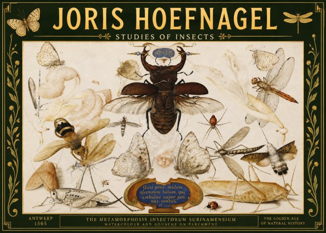 Joris Hoefnagel Studies of Insects I No5 - Póster